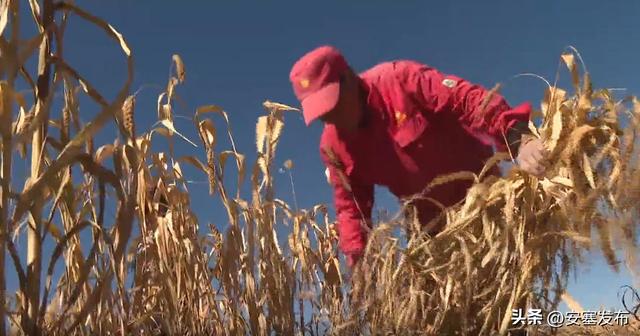 谷子全程机械化种植，新技术让小谷子成为大产业