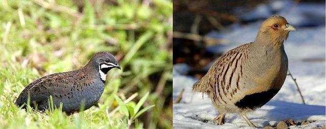 鹌鹑是保护动物吗，芦丁鸡算保护动物
