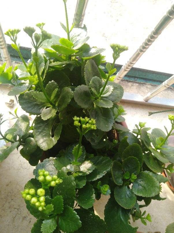 一年开花八个月能修剪什么花，一年花开8个月