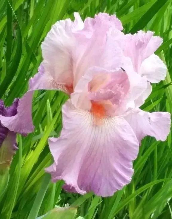 各种最好看的鲜花，分享40多种美丽的鲜花