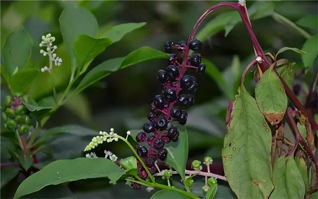 花卉图片及名称大全，常见绿植花卉及名称大全（100种常见花图鉴）