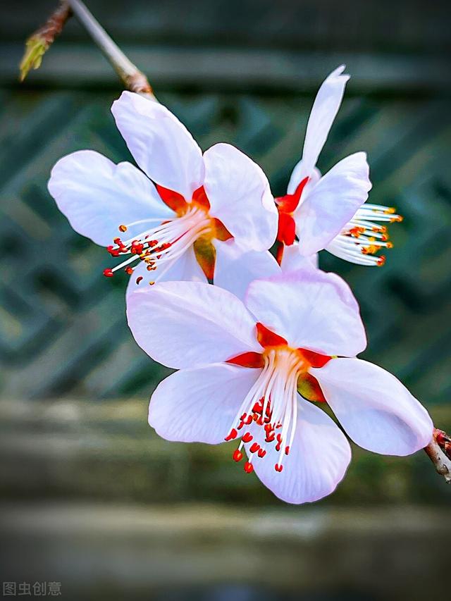 春暖花开的句子，关于春季春暖花开的句子（关于春天的美好句子精选）