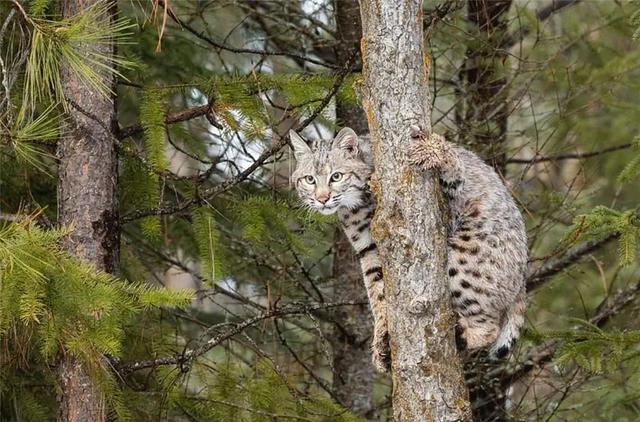 猞猁被豹咬死，大兴安岭一只小猞猁