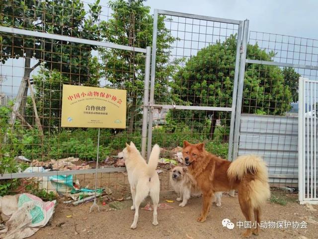 流浪动物救助站，流浪动物救助站统计（爱心人士反映四川江油流浪动物救助站动物生存环境恶劣）