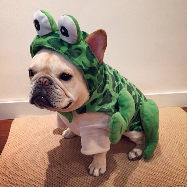 十大新手最好养的狗狗，最适合新手养的狗狗十大排行榜（最适合新手养的6种狗狗）