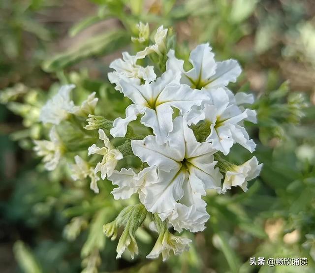 这么多野菜你认识几种，比韭菜还鲜嫩