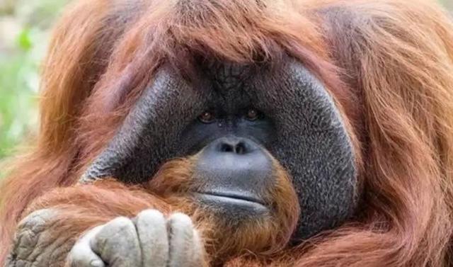 柬埔寨血奴事件，柬埔寨血奴事件发生原因（90后福建女子柬埔寨遭性侵殴打）