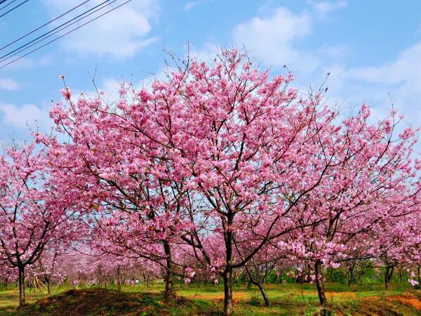 樱花花期说明图，樱花什么时候开花