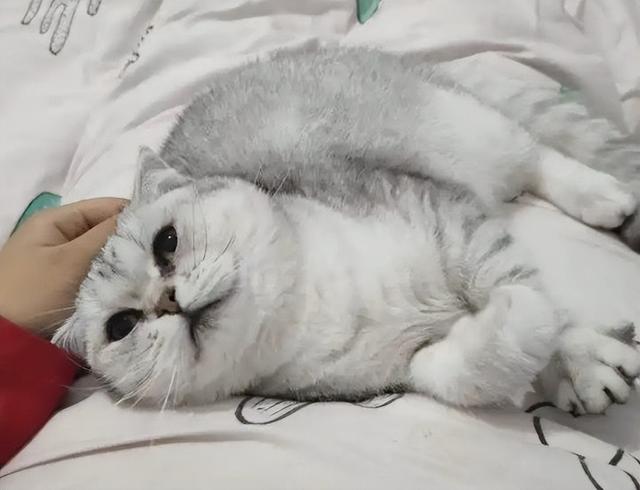怎么判断猫咪是不是折尾猫，为什么一窝猫咪中有折耳有立耳