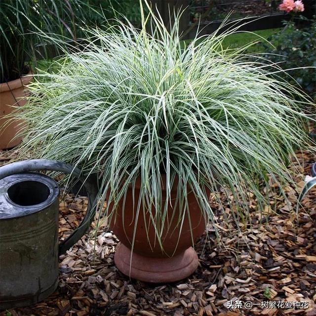 适合庭院养的草花，25种观赏草观叶赏花