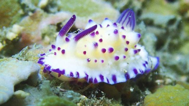 海神海蛞蝓危险吗，被称为“海上最美杀手”的海洋生物出现在南非海滩