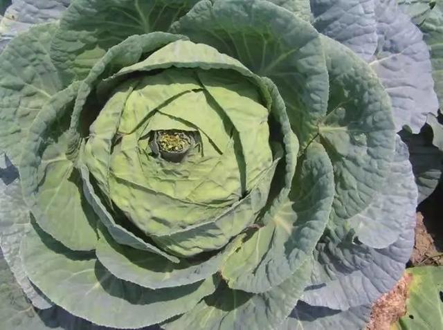 露台种菜小技巧，啥都不缺的城里就缺一块菜地