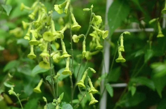 春天丛生的开花植物，50种花春天播种