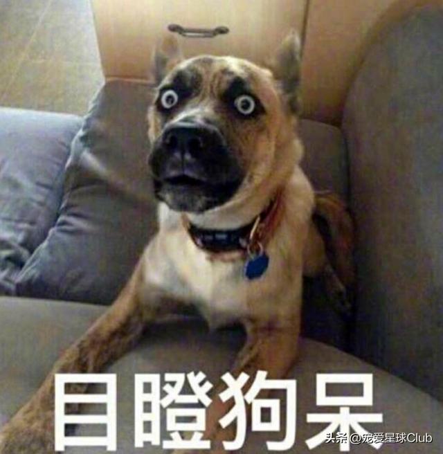 驱虫的正确方法和时间，养猪经：这样驱虫才能事半功倍