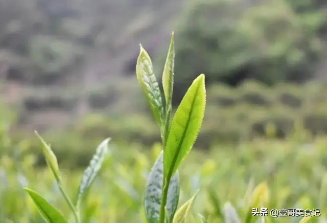  十种冲泡茶的方法，各种茶叶的正确冲泡方式？