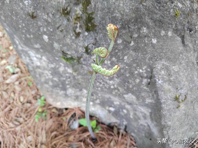 袋装蕨菜炒腊肉做法，蕨菜-晒干炒腊肉最好吃