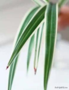 插花怎么弄出漂亮花束，掌握这“三个”原则
