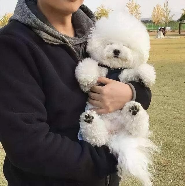聪明的比熊表现在哪些方面，这几种表现告诉你