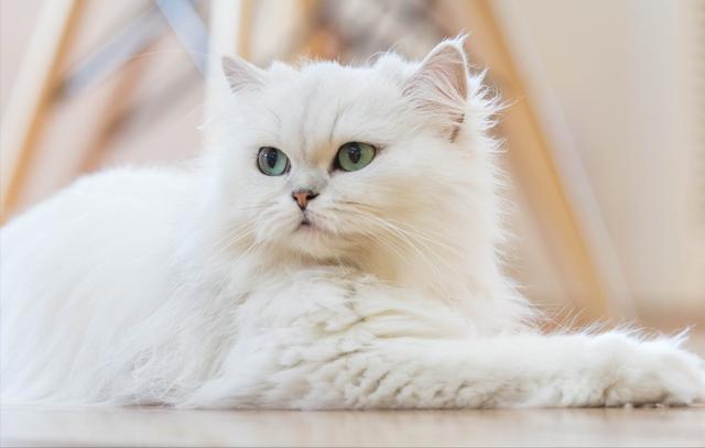 猫界最通人性的6种猫，最“通人性”的几种猫