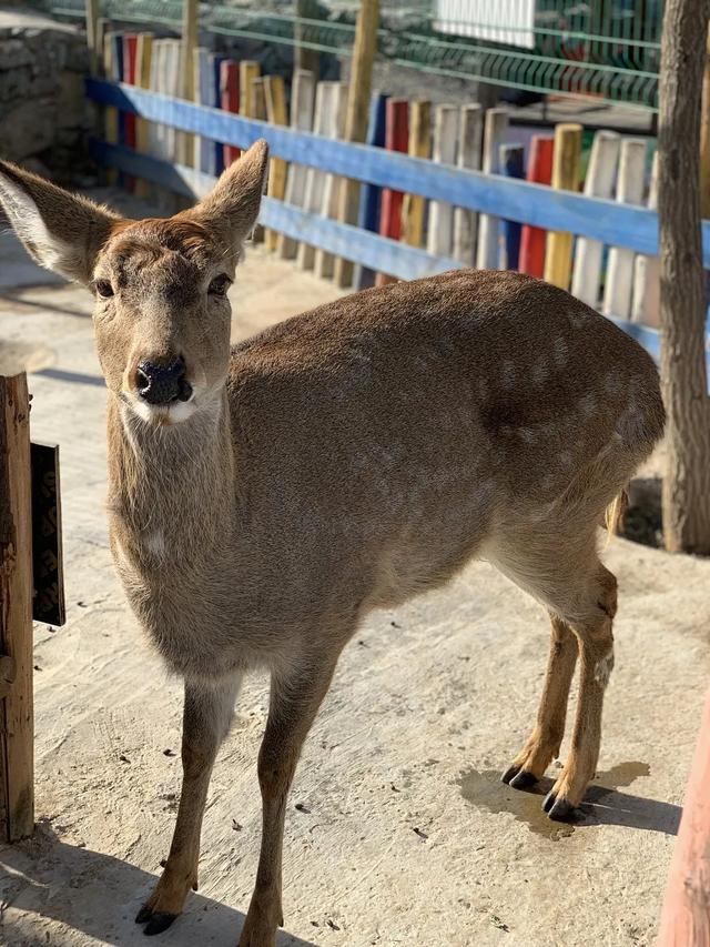 西部长青景点在哪里，风景好去处