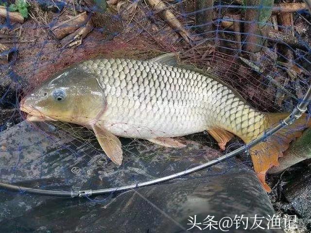 钓鱼用什么鱼饵最好，野钓适合什么鱼饵（原来这10款最受欢迎）
