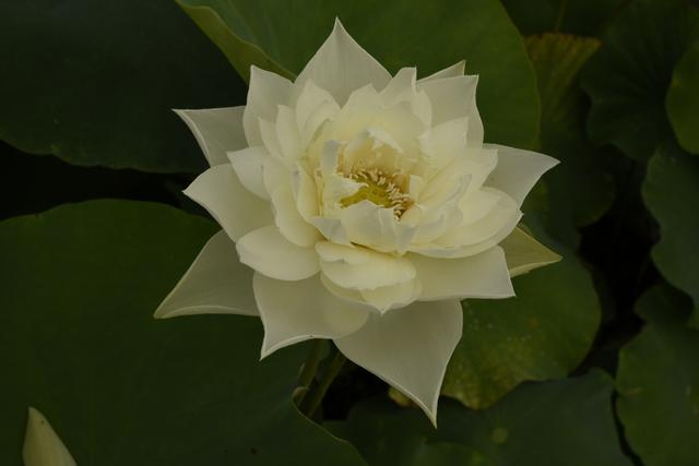 名贵荷花十大品种，最大的荷花品种排行榜