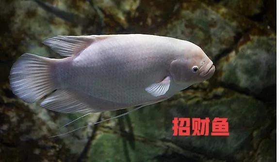 鱼缸换水的正确方法，鱼缸换水正确方法与步骤（正确鱼缸换水方法是这样）