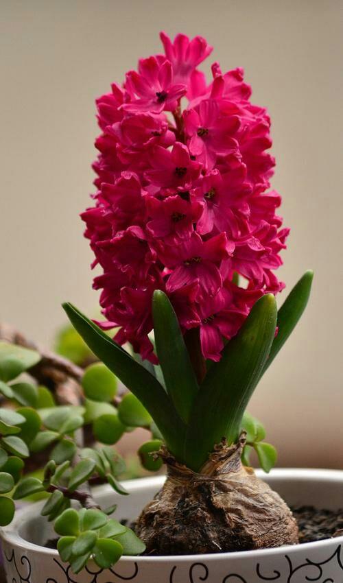 春节花卉品种大全大图，春节遇花期，五彩斑斓过新年