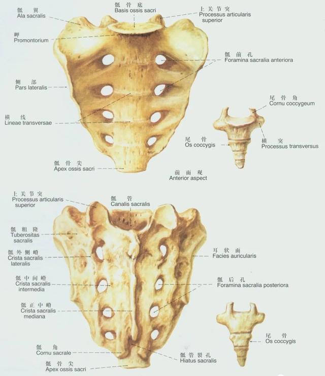后纵韧带解剖图，颈椎的韧带有哪些