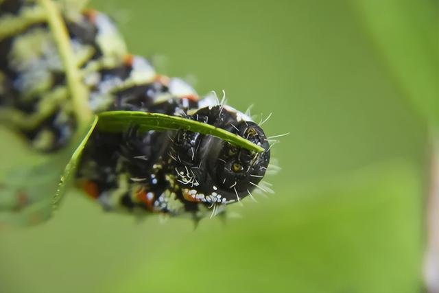 有哪些昆虫可以吃，看看在人类的食谱中都有哪些可食用的昆虫