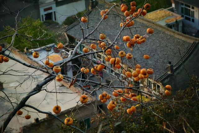 院子里种什么树好，院子里适合栽种的七种树