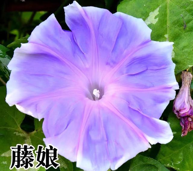 做梦也没想到牵牛花能开成这个样子，斗牛牛心脏（周公解梦：梦见这四种花草）