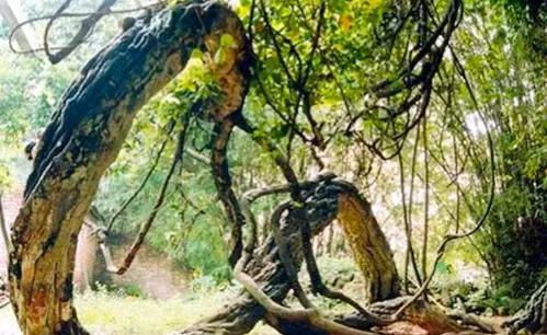 广州市内一日游必去十个景点，带你逛遍广州这9个免费特色景点