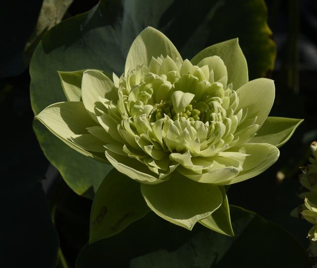 名贵荷花十大品种，最大的荷花品种排行榜