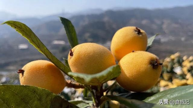 同样是大五星枇杷，四川米易枇杷几月成熟