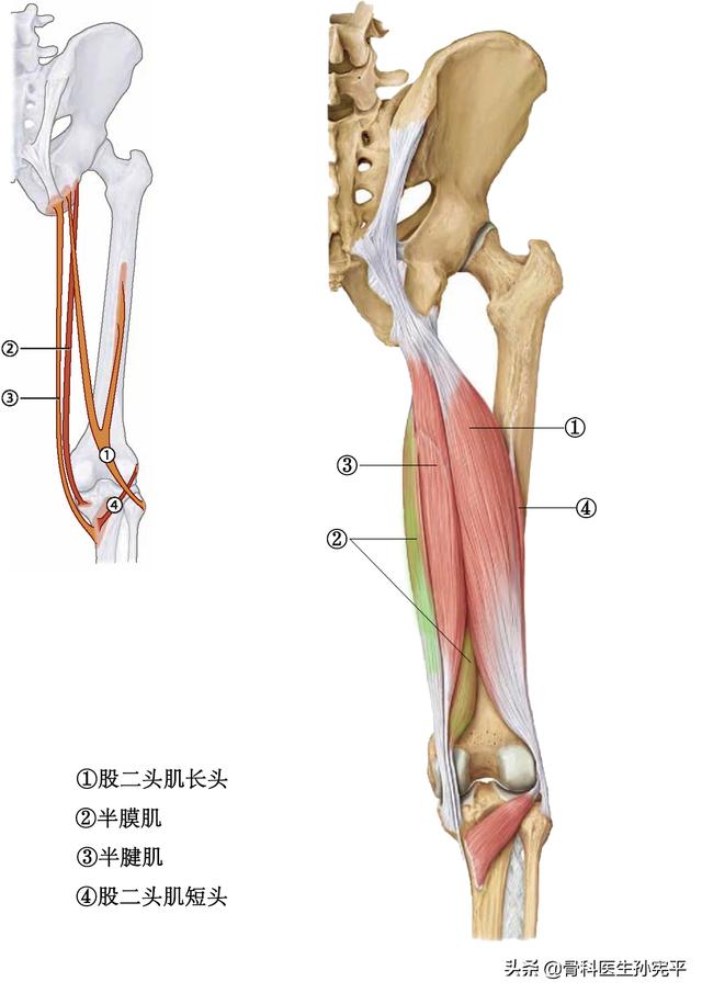 腿部肌肉解剖断面立体结构图，最全面的下肢肌肉解剖图谱
