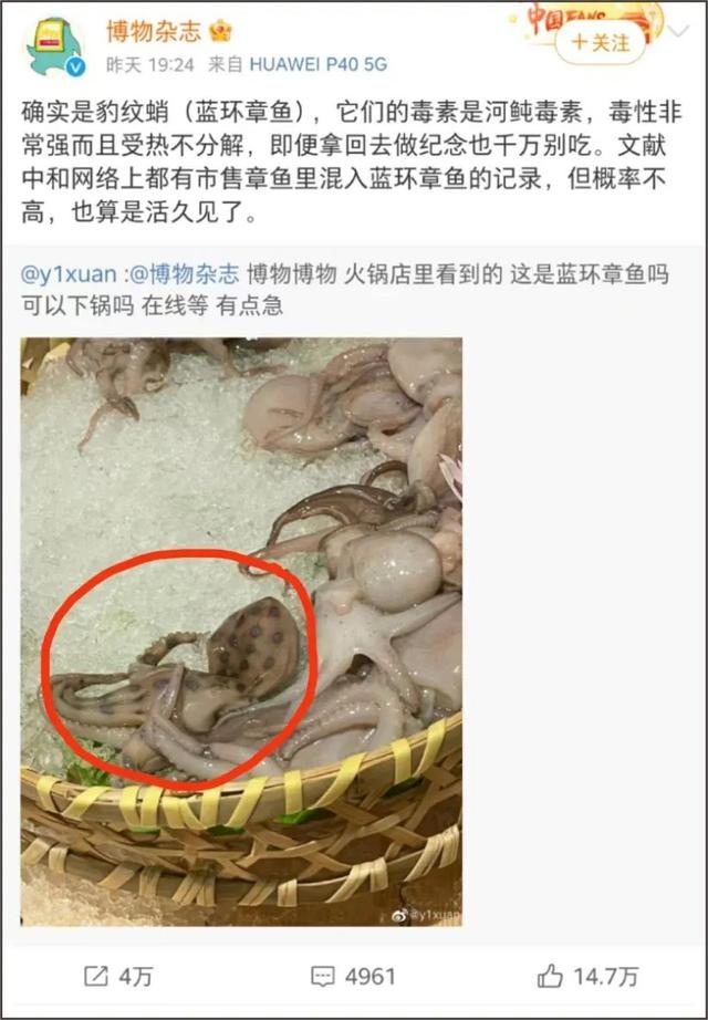 蓝环章鱼居然出现在火锅店，火锅店惊现剧毒蓝环章鱼