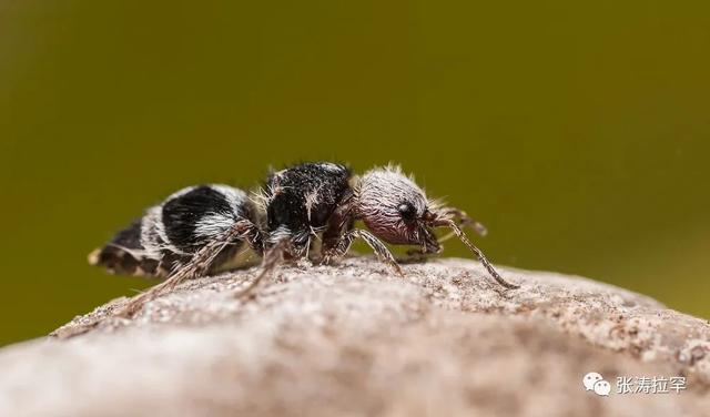 6种长相奇特的动物，千奇百怪一眼销魂