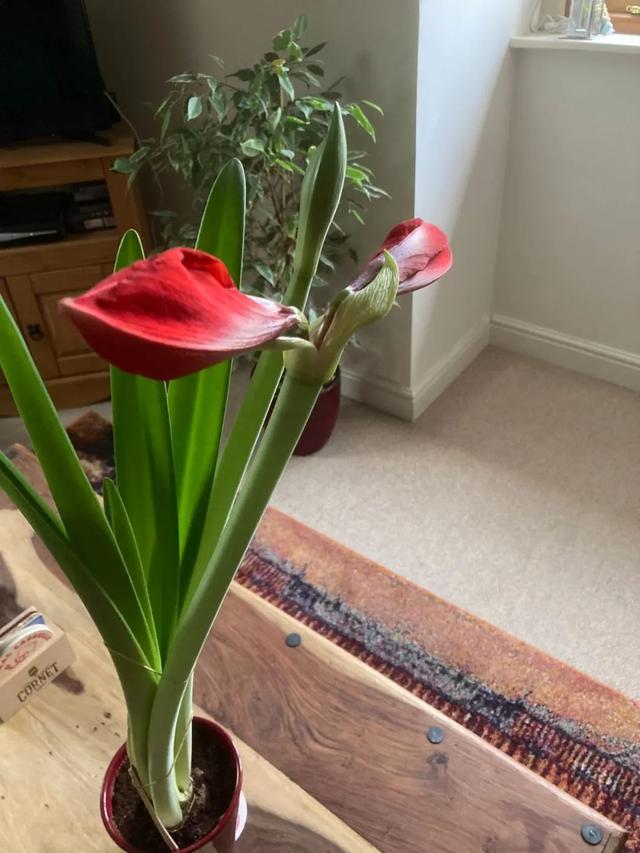 朱顶红花盆栽花期管理，让盆栽朱顶红每年冬春时节重复开花