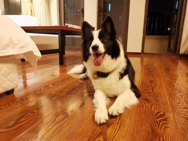 公认最温顺的七种狗你家上榜了吗，狗狗温顺度排行榜：这7种狗狗