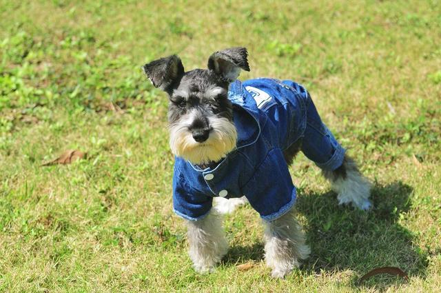 雪纳瑞怎么好养，主人做好这7点