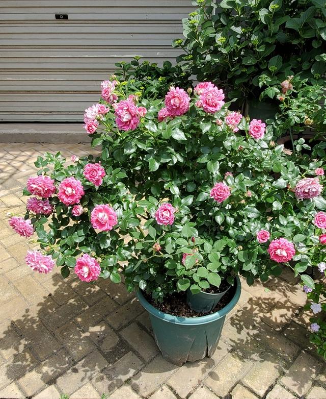 好看的月季花叶片，适合新手养的“2种月季”