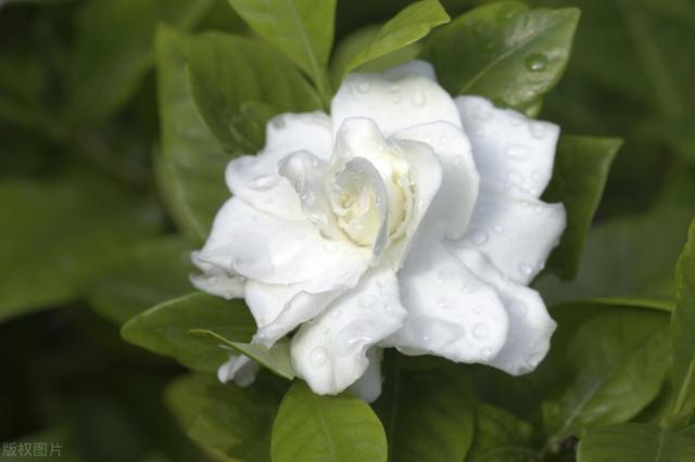 茉莉花什么季节开花，茉莉花什么时候开花最佳（什么时候换盆和修剪）