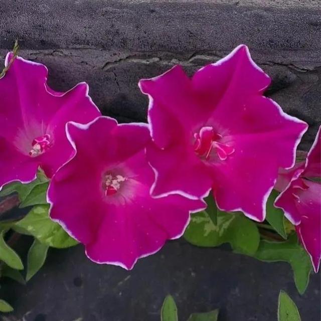 做梦也没想到牵牛花能开成这个样子，斗牛牛心脏（周公解梦：梦见这四种花草）