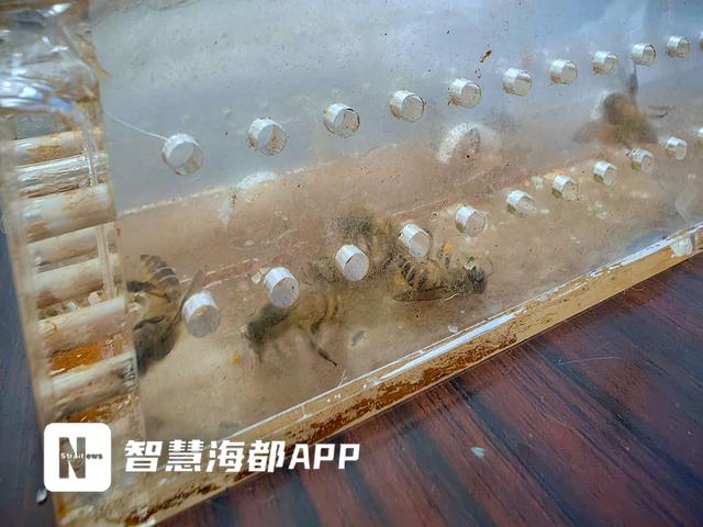 糖尿病引蜜蜂(糖尿病小蜜蜂)