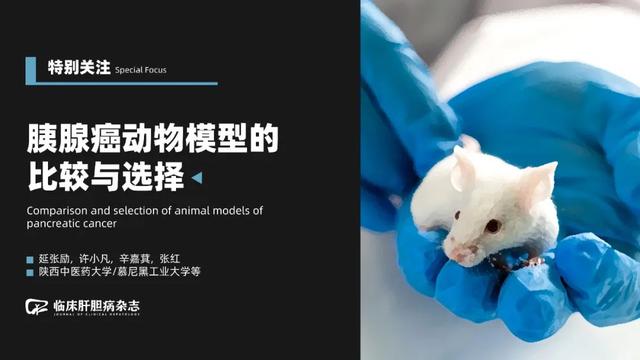 仓鼠肥胖瘤(仓鼠肥胖症照片)