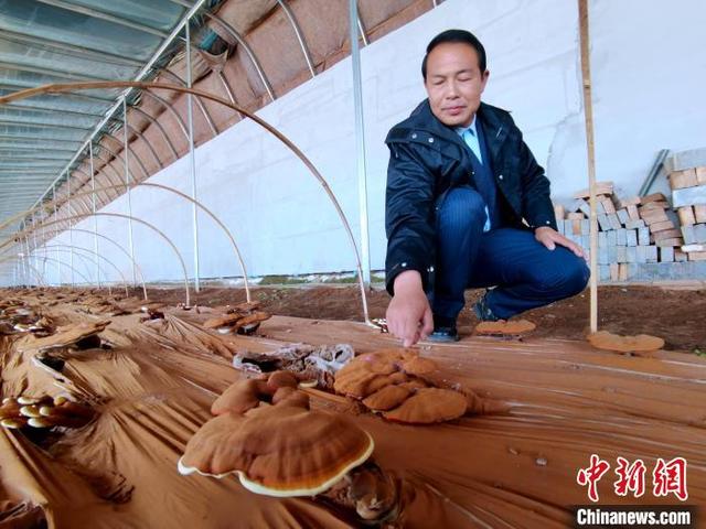 黄芪治肥胖纹(黄芪真的能丰胸吗)