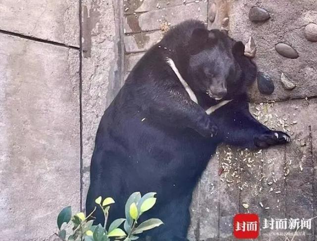 什么动物的肉肥胖肉嫩(买肉肥的动物)