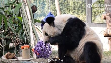 肥胖变好看(胖的人变瘦会好看吗)
