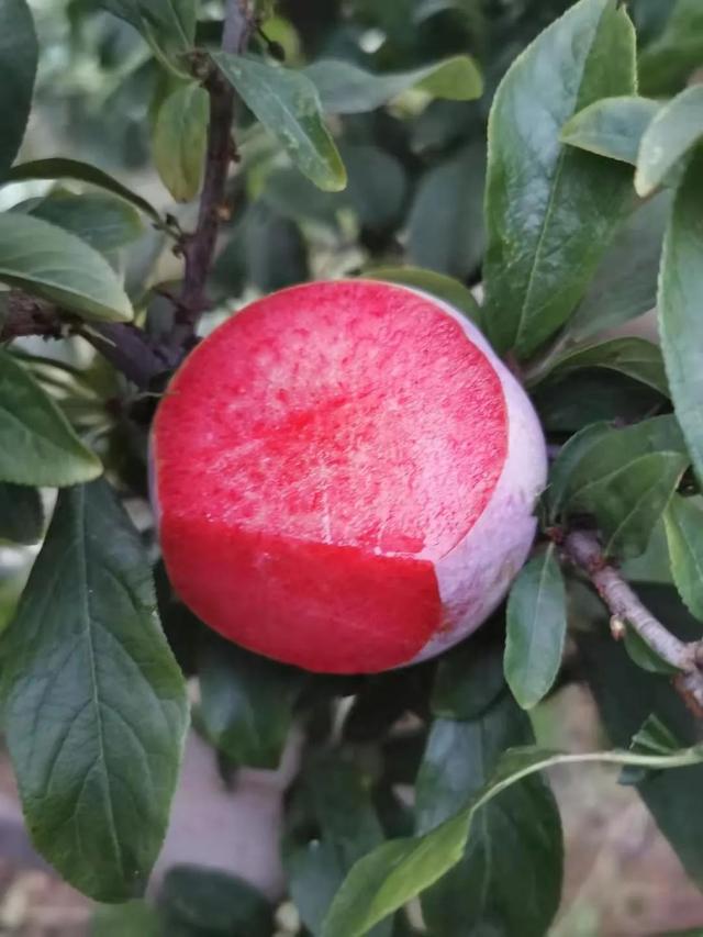 黑布林李子糖尿病(黑布林李子升糖指数)